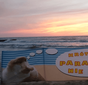 parawan plażowy małpa